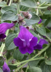 Scutellaria x  'Dark Violet'